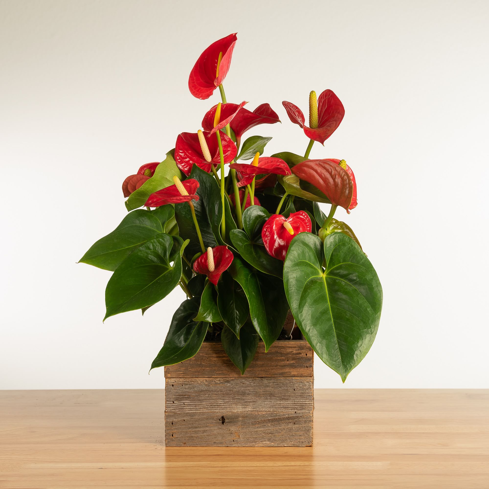 Faux Anthurium Plant w/ Reclaimed Wood Planter | West Elm