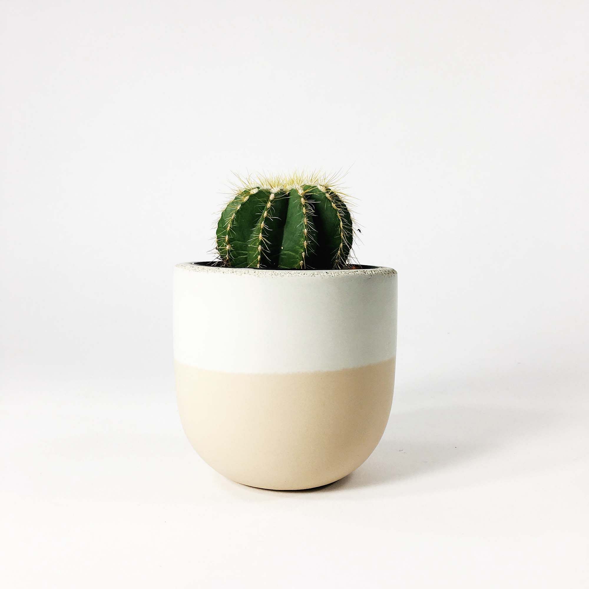 SETTLEWELL Concrete Bowl Planters | West Elm