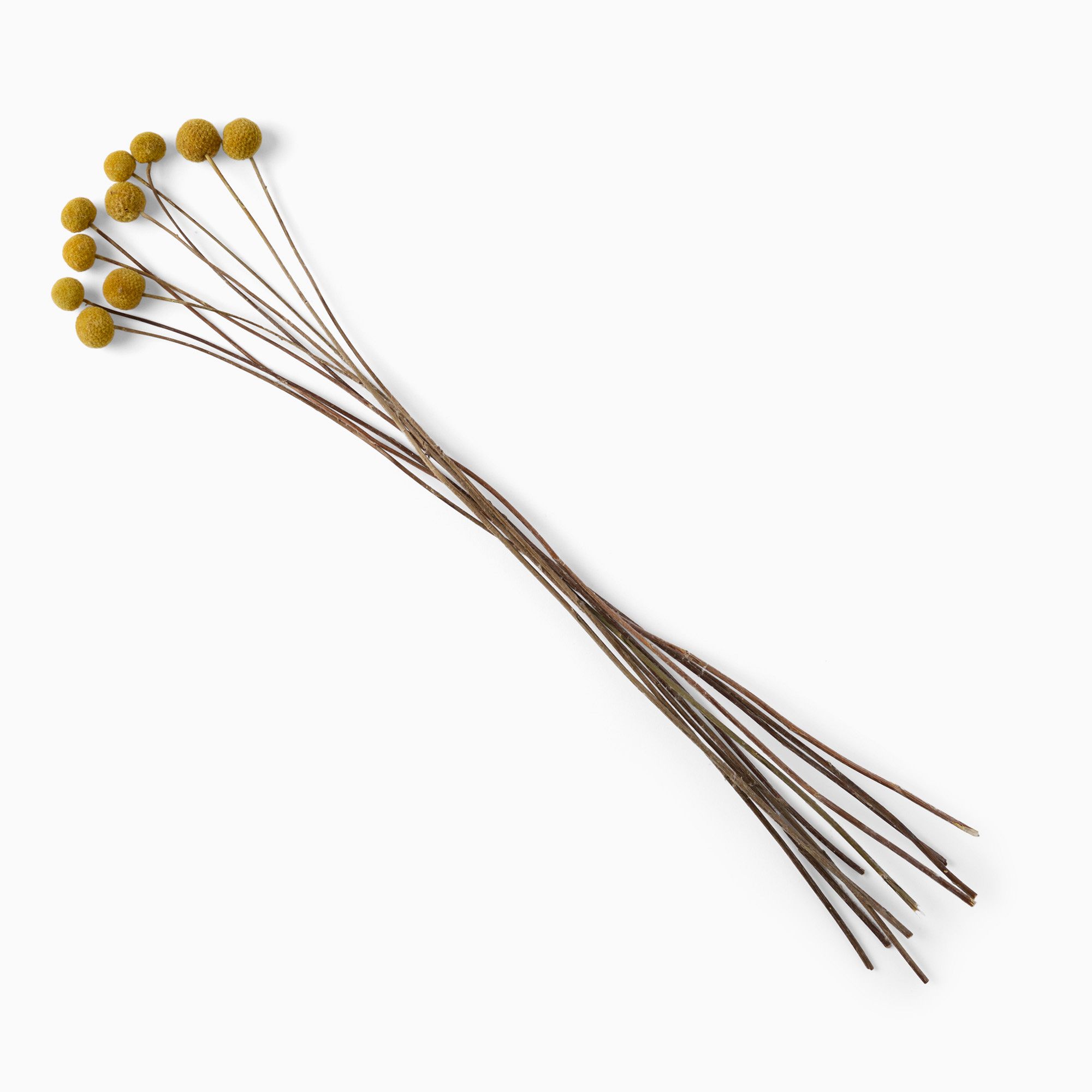 Dried Craspedia Stems (Set of 10) | West Elm