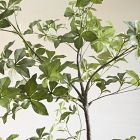 Faux Potted Quince Leaf Tree