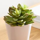 Faux Potted Echeveria Succulent Plant