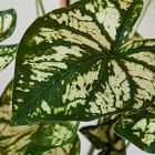 Faux Potted Caladium Plant