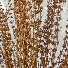 Dried Natural Basil Stems