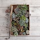 Live Succulents - Set of 3