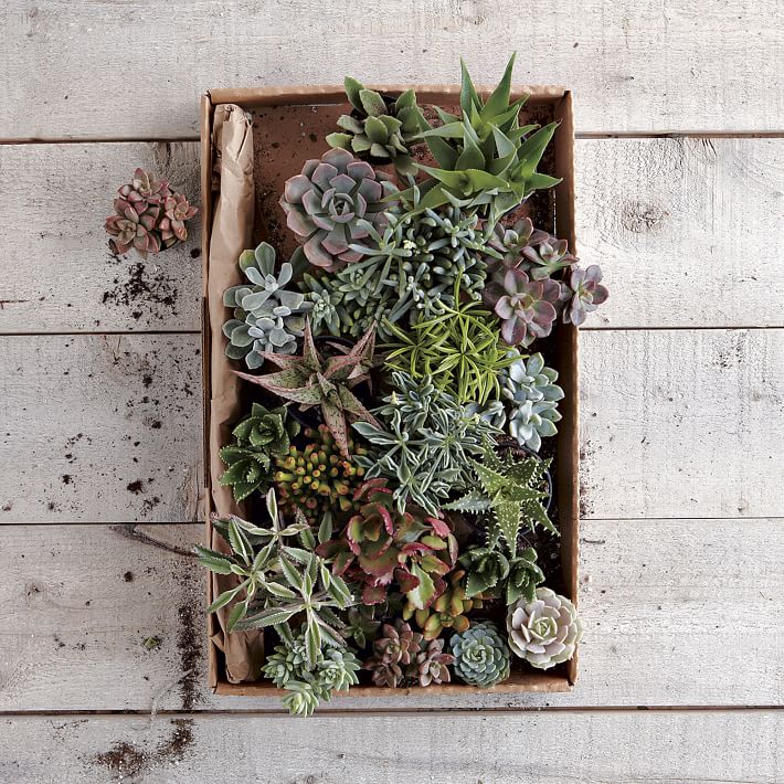 Live Succulents - Set of 3