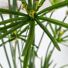 Faux Potted Cypress Grass Tree w/ Planter