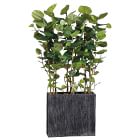 Faux Potted Sea Grape Tree w/ Planter