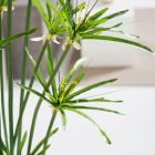 Faux Potted Cypress Grass Tree w/ Planter