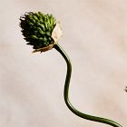 Faux Snake Ball Allium Stem
