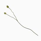 Faux Snake Ball Allium Stem