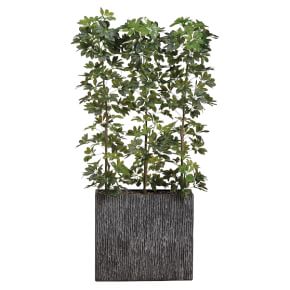 Faux Potted Eva Schefflera, 6.5', Green