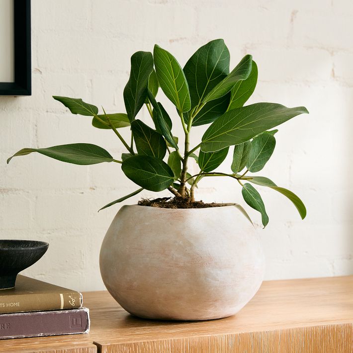Live Ficus Audrey Plant in Grow Pot