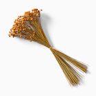Dried Hill Flower Stems