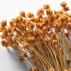 Dried Hill Flower Stems