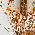 Dried Hill Flower Stems
