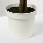 Faux Potted Dracaena