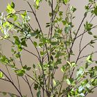 Faux Minimalist Citrus Potted Plant