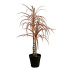 Faux Pink Dracaena Marginata Plant (2')