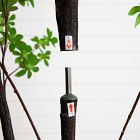 Faux Potted Minimalist Enkianthus Tree