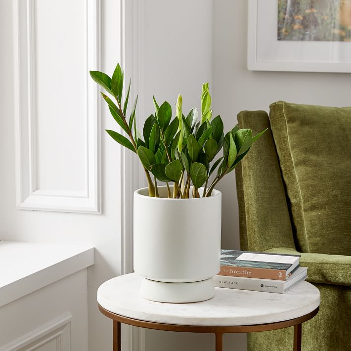 Live ZZ Plant w/ Grow Pot