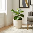 Live Ficus Plant w/ Grow Pot
