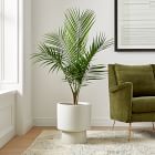 Live Majesty Palm Plant w/ Grow Pot