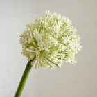 Faux Allium Branch