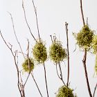 Dried Mountain Laurel w/ Moss Branch