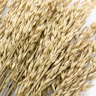 Dried Natural Avena Stems