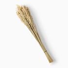 Dried Natural Avena Stems