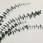 Dried Eucalyptus Bundle - Green