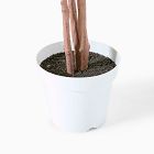 Faux Potted Ficus Tree