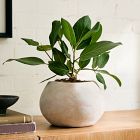 Live Ficus Audrey Plant in Grow Pot