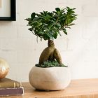 Live Bonsai Plant in Grow Pot
