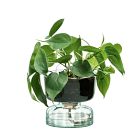Canopy Glass Self-Watering Planter