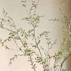 Faux Potted Sophora Prostrata Plant