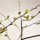 Faux Blossom Branch