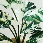 Faux Potted Variegated Monstera Plant