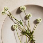 Faux Scabiosa Stem