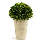 Faux Boxwood