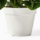 Faux Potted Herringbone Maranta Plant