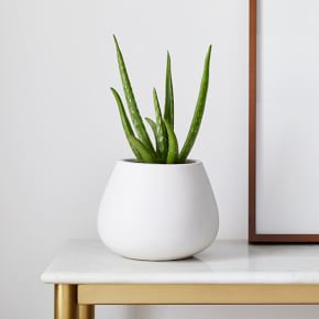 Live Aloe Vera Plant w/ Grow Pot | West Elm