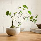 Faux Potted Caudex Plant