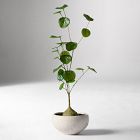 Faux Potted Caudex Plant