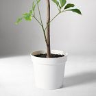 Faux Potted Tropical Tree