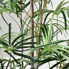 Faux Potted Australian Bottleneck Tree