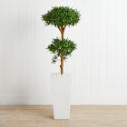 Faux Potted Bonsai Podocarpus Tree