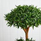 Faux Potted Bonsai Podocarpus Tree
