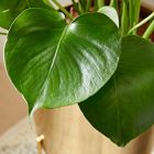 Live Monstera Plant w/ Grow Pot