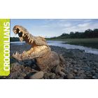 Utimate Reptileopedia